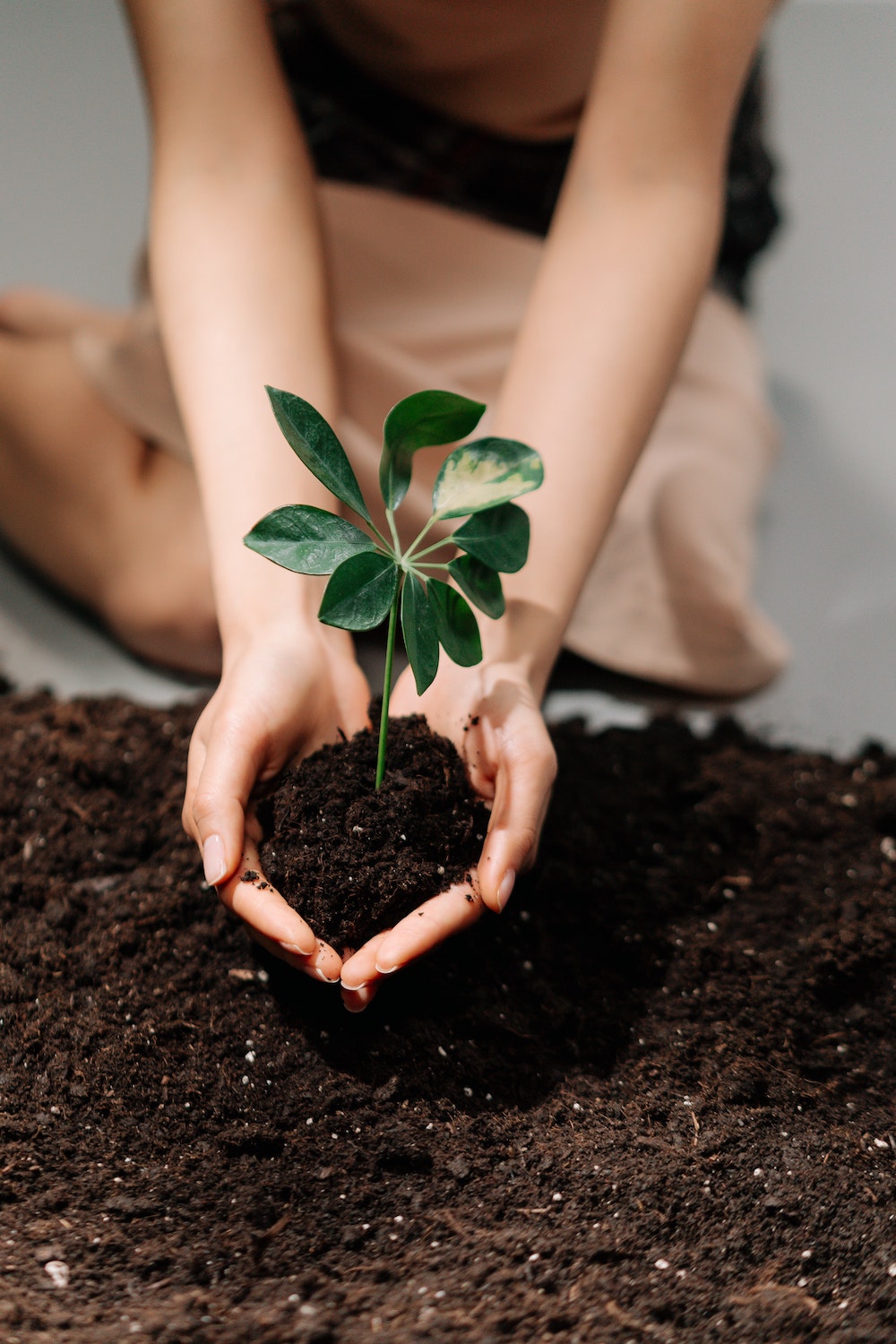 a pair of hands holding a sapling