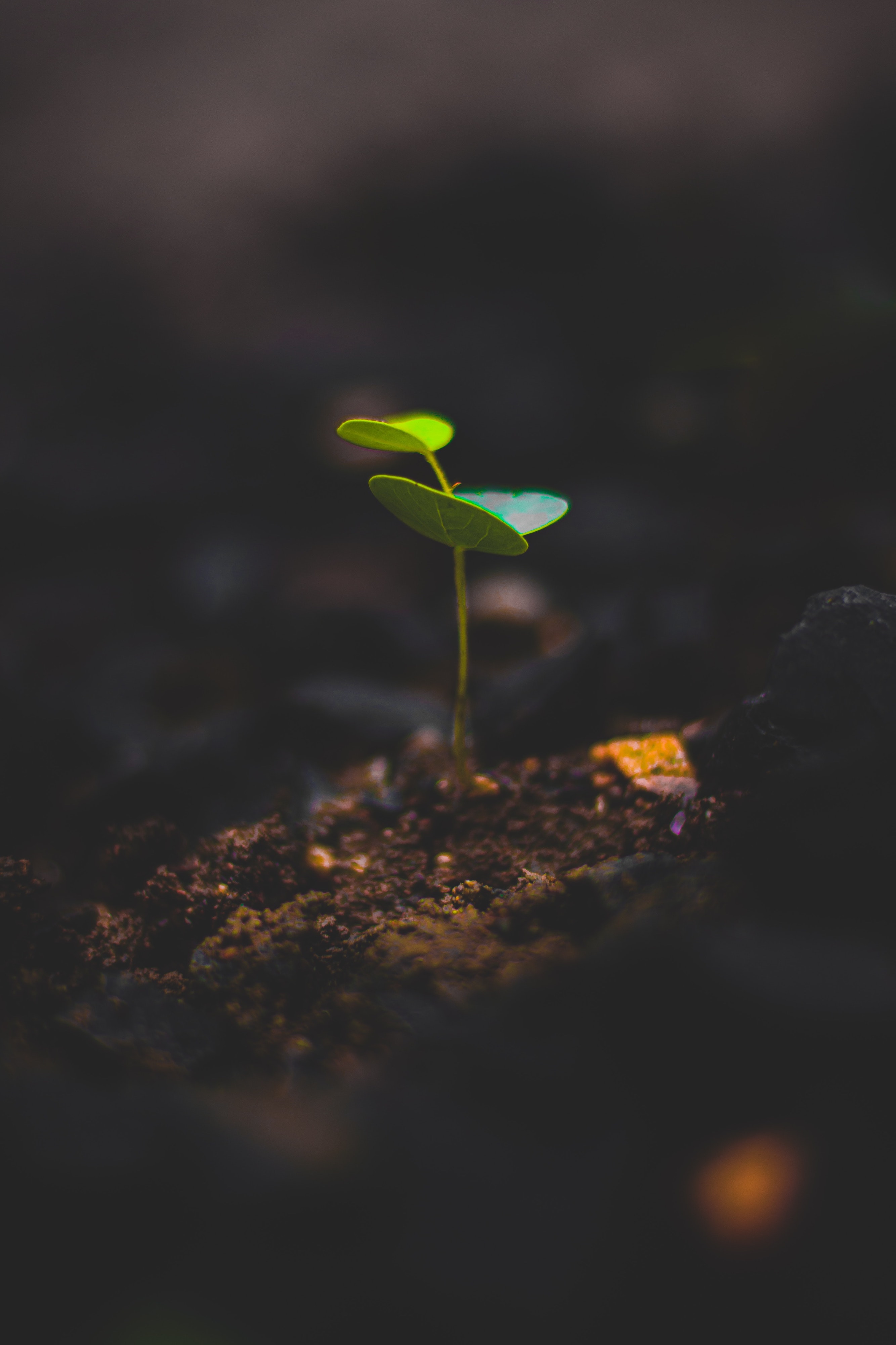 a sprout coming out of the soil