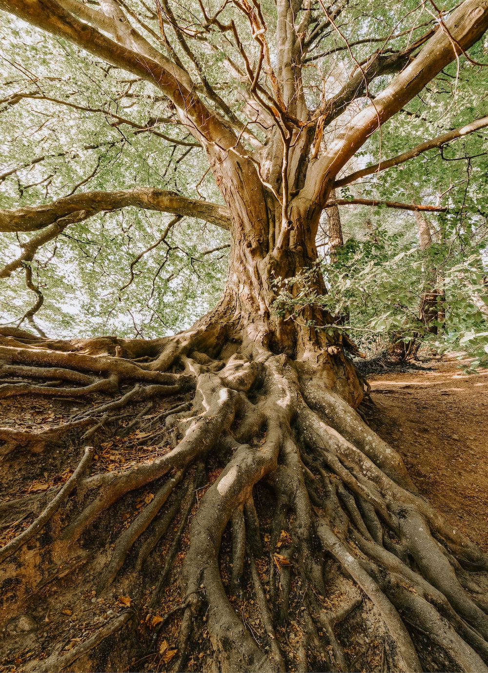 a large tree with long roots